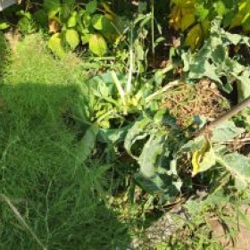 BroccoliZerfressen 2026-07-14 11.40.